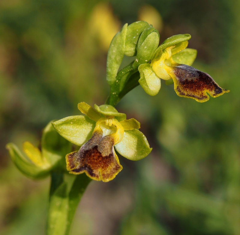 Tořič žlutý medový (Ophrys pseudomelena)