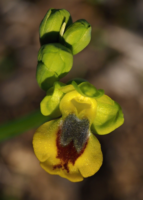 Tořič žlutý pravý (Ophrys lutea subsp. lutea)