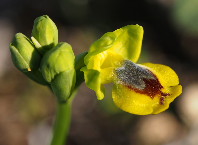 Tořič žlutý pravý (Ophrys lutea subsp. lutea)