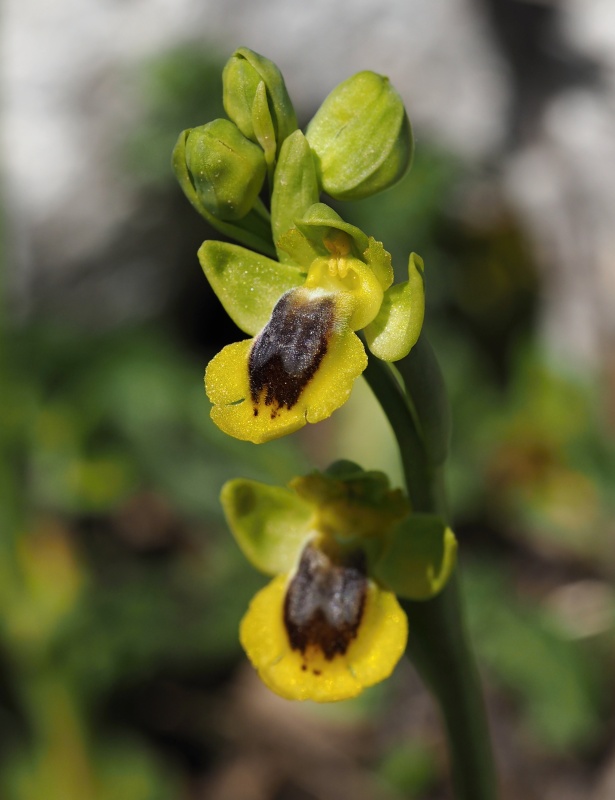 Tořič žlutý pravý (Ophrys lutea subsp. lutea)