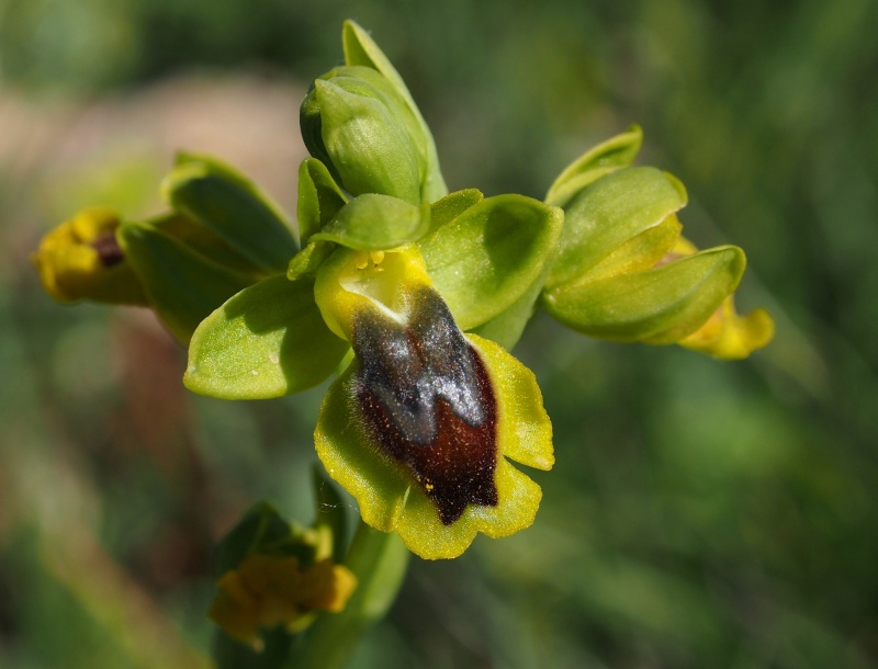 Tořič žlutý pravý (Ophrys lutea subsp.lutea)