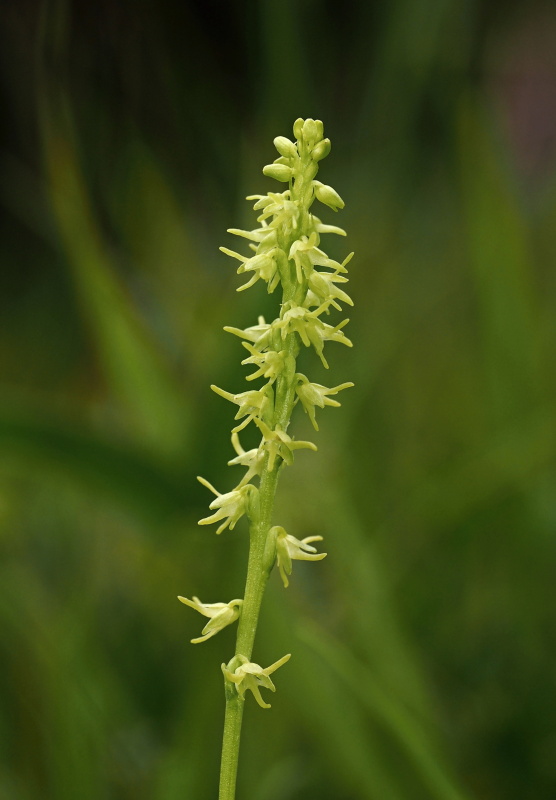 Toříček jednohlízný (Herminium monorchis)