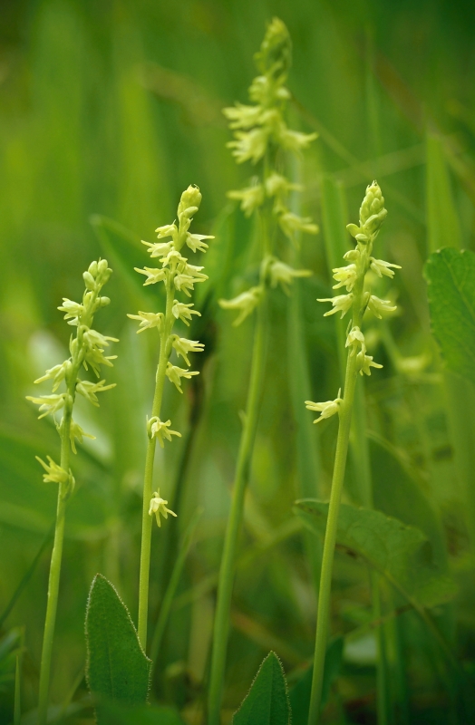 Toříček jednohlízný (Herminium monorchis)