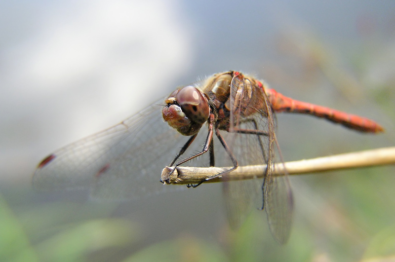 Vážka Rudá (Sympetrum sanguineum)