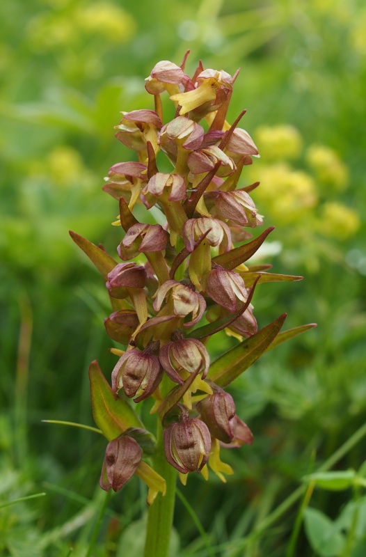 Vemeníček zelený (Coeloglossum viride)