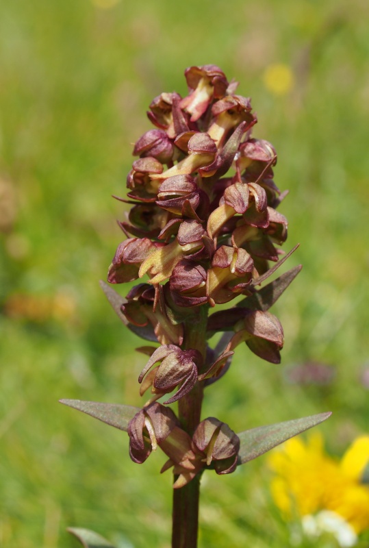 Vemeníček zelený (Coeloglossum viride)