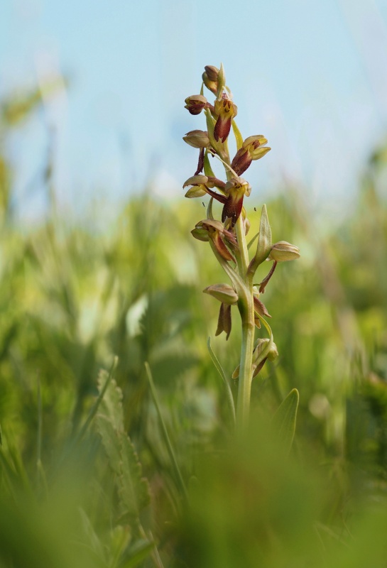 Vemeníček zelený (Coeloglossum viride)