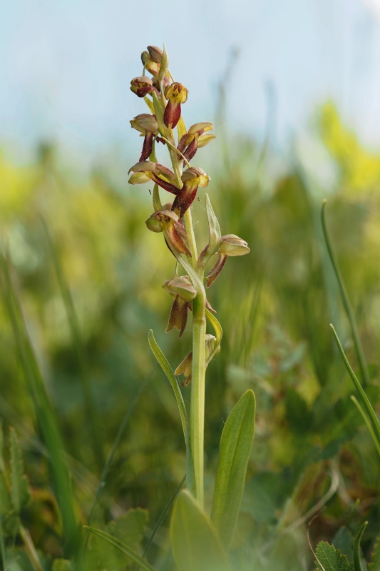 Vemeníček zelený (Coeloglossum viride)