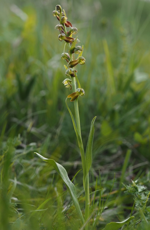 Vemeníček zelený (Coeloglossum viride)