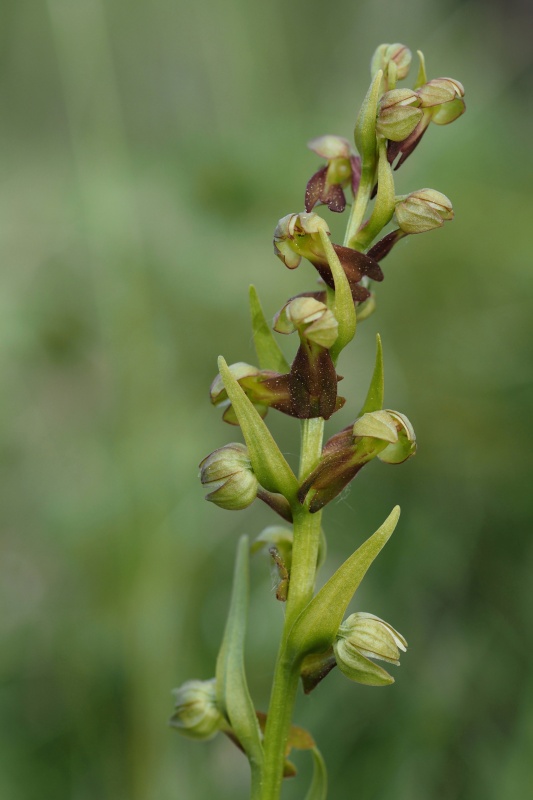 Vemeníček zelený (Coeloglossum viride)