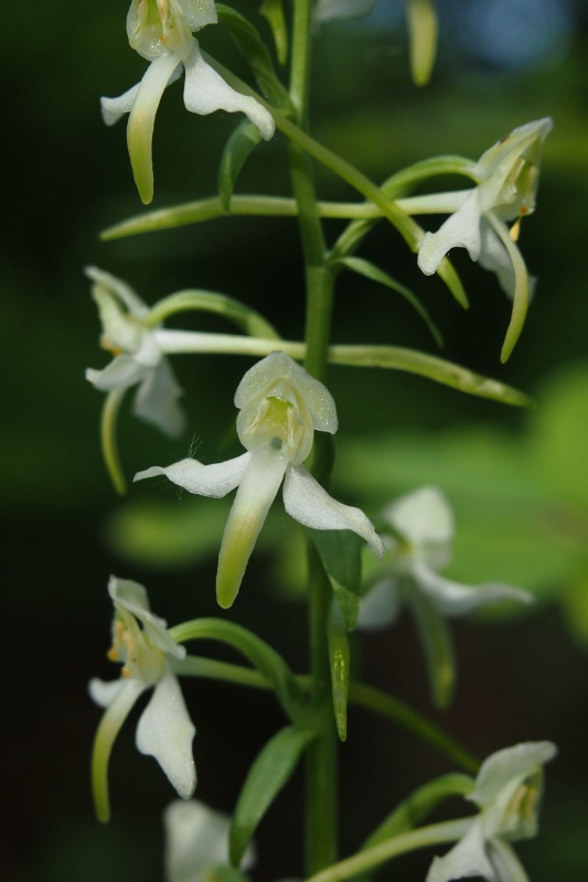 Vemeník zelenavý (Platanthera chlorantha)