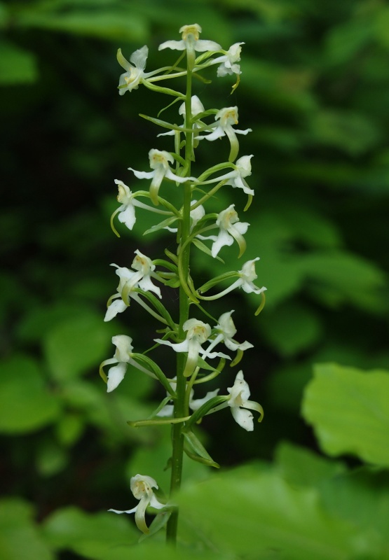 Vemeník zelenavý (Platanthera chlorantha)