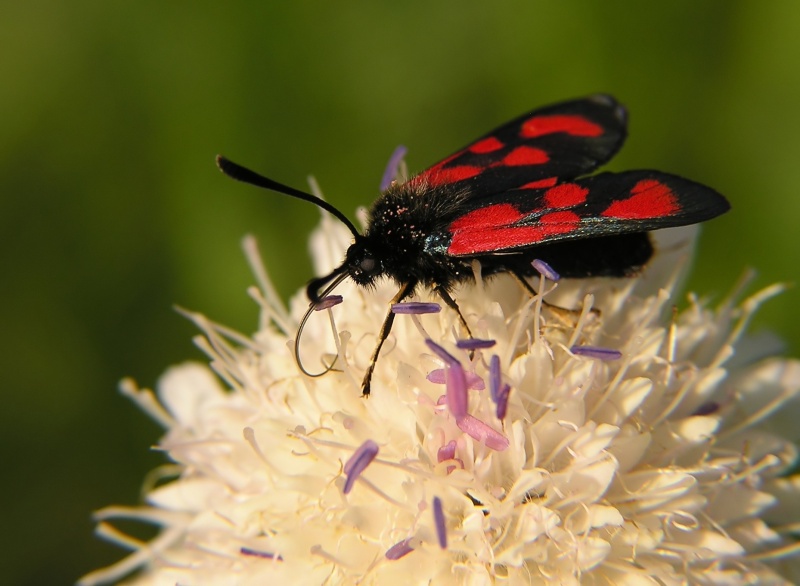 Vřetenuška obecná (Zygaena filipendulae)