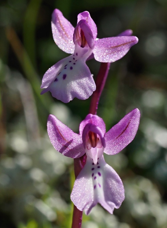 Vstavač anatolský (Orchis anatolica)