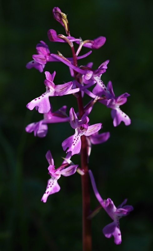 Vstavač anatolský (Orchis anatolica)