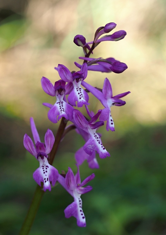 Vstavač anatolský (Orchis anatolica)