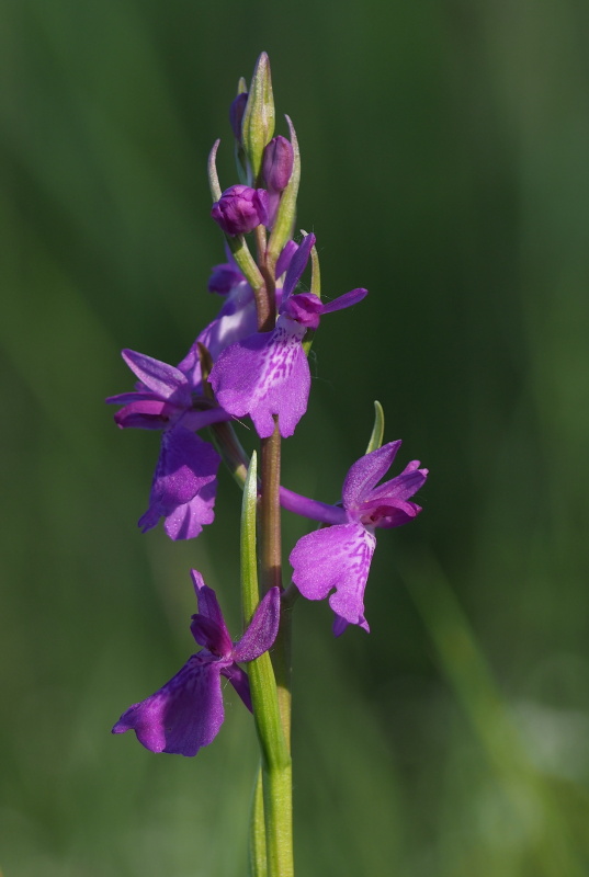 Vstavač bahenní (Orchis palustris)