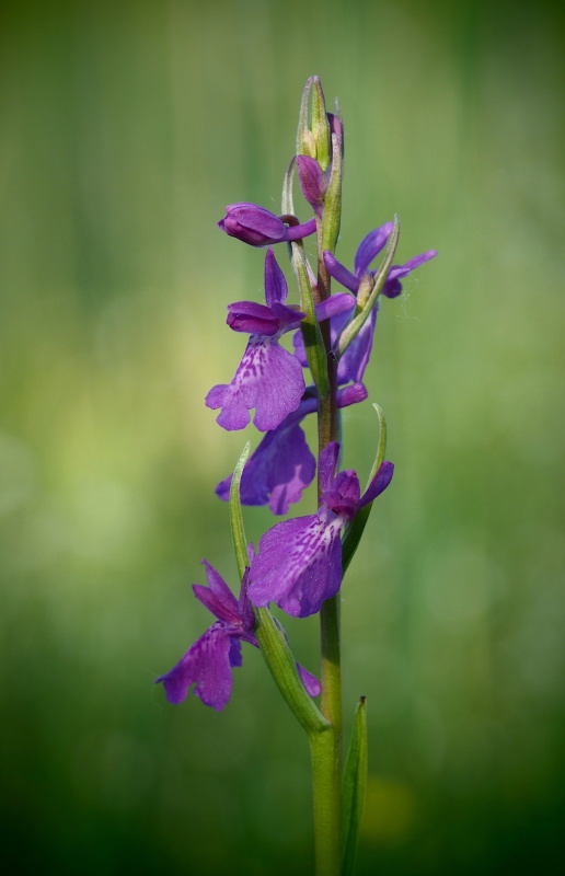 Vstavač bahenní (Orchis palustris)