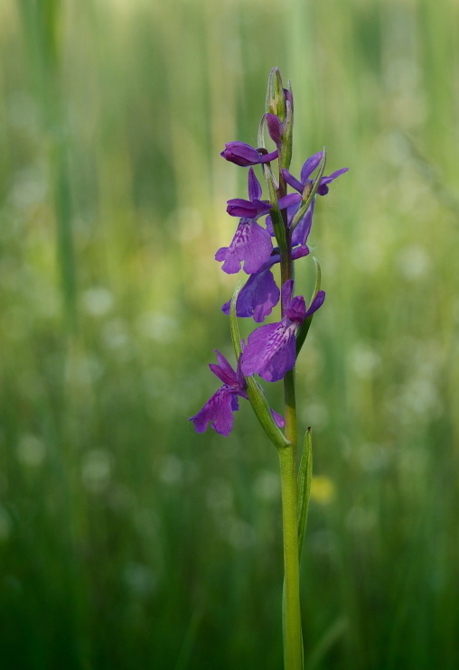 Vstavač bahenní (Orchis palustris)