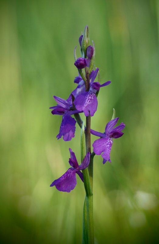 Vstavač bahenní (Orchis palustris)