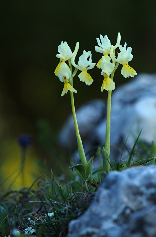 Vstavač chudokvětý (Orchis pauciflora)