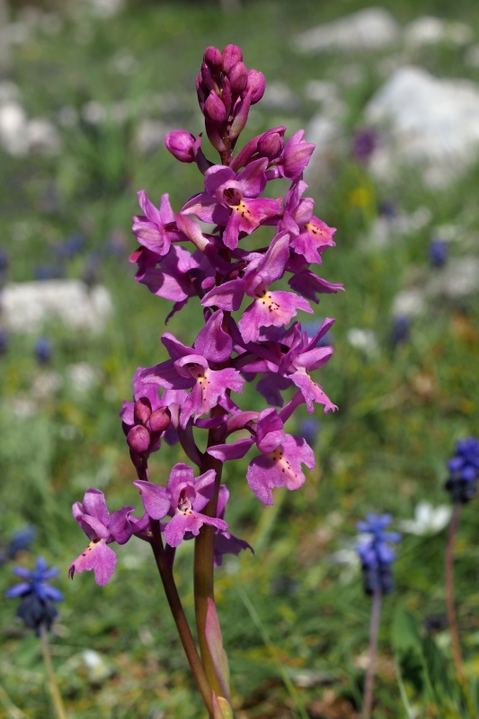 Vstavač chudokvětý (Orchis pauciflora) x Vstavač čtyřskvrnný (Orchis quadripunctata)