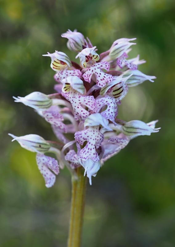 Vstavač mléčný (Orchis lactea)