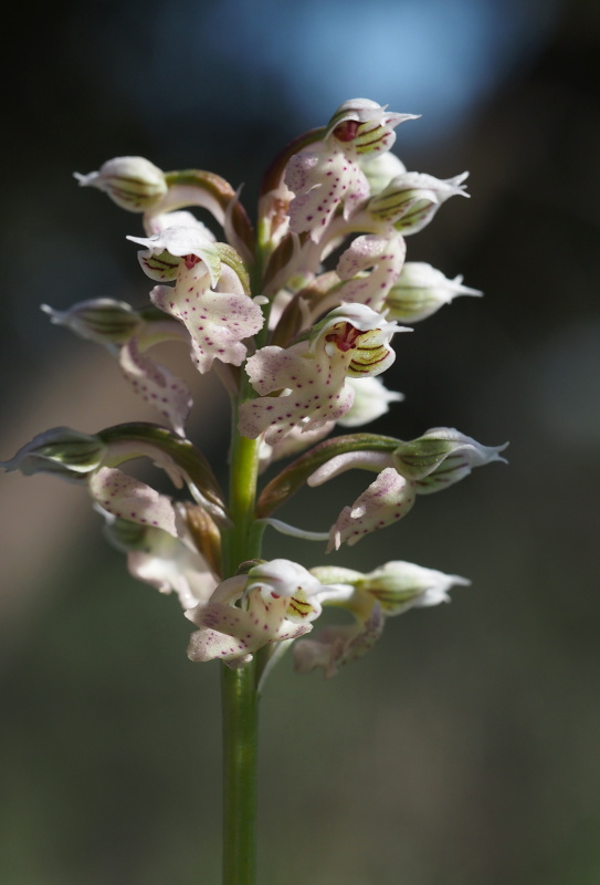 Vstavač mléčný (Orchis lactea)