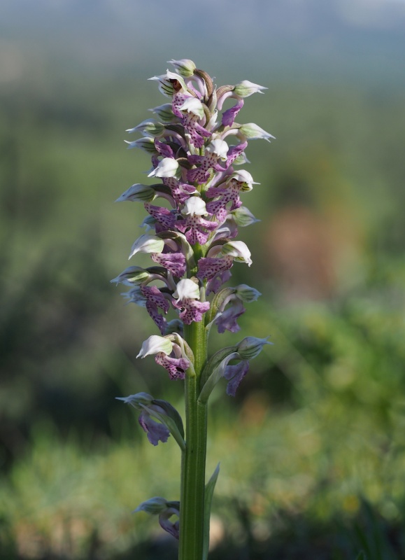 Vstavač mléčný (Orchis lactea)