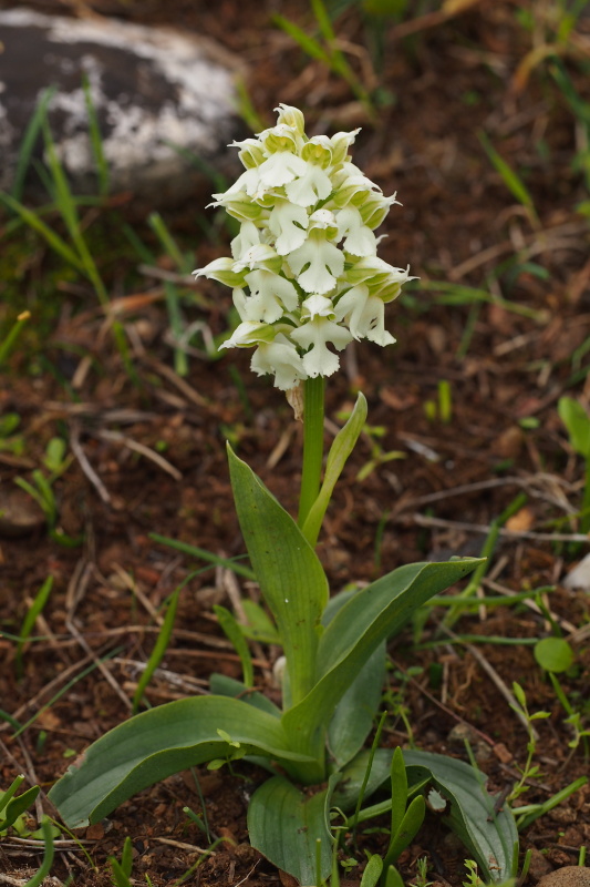 Vstavač mléčný (Orchis lactea)