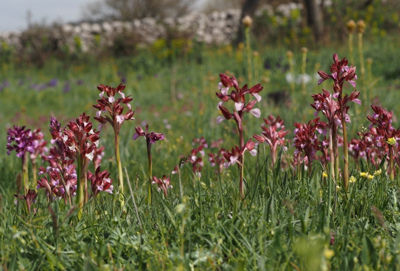 Vstavač motýlovitý (Anacamptis papilionacea)