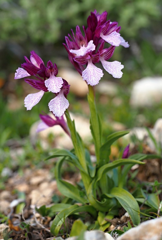 Vstavač motýlovitý prostřední (Orchis papilionacea subsp.expansa)