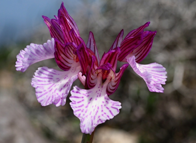 Vstavač motýlovitý prostřední (Orchis papilionacea subsp.expansa)