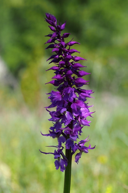 Vstavač mužský znamenaný (Orchis mascula subsp. signifera)