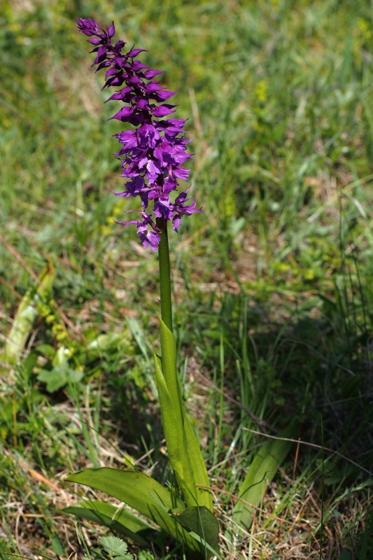 Vstavač mužský znamenaný (Orchis mascula subsp. signifera)