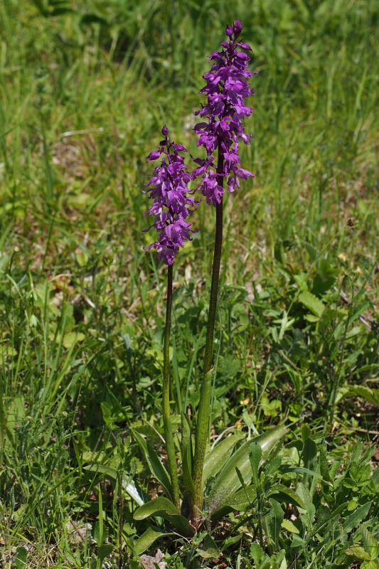 Vstavač mužský znamenaný (Orchis mascula subsp. signifera)