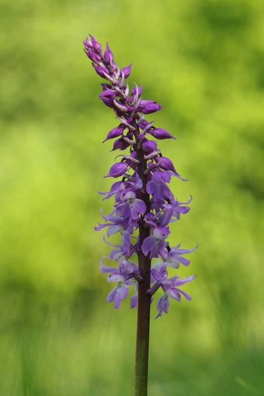 Vstavač mužský znamenaný (Orchis mascula subsp. signifera)