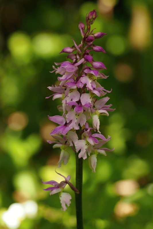 Vstavač mužský znamenaný (Orchis mascula subsp. signifera)