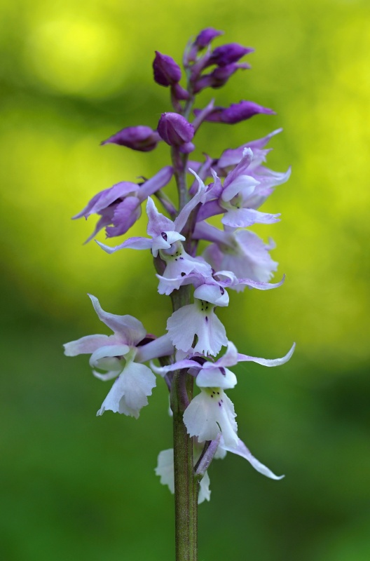 Vstavač mužský znamenaný (Orchis mascula subsp. signifera)