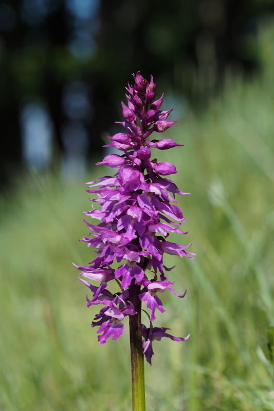 Vstavač mužský znamenaný (Orchis mascula subsp. signifera)