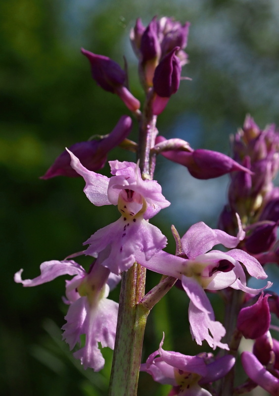 Vstavač mužský znamenaný (Orchis mascula subsp. signifera)