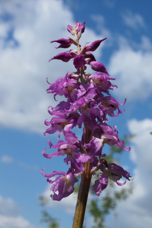 Vstavač mužský znamenaný (Orchis mascula subsp. signifera)