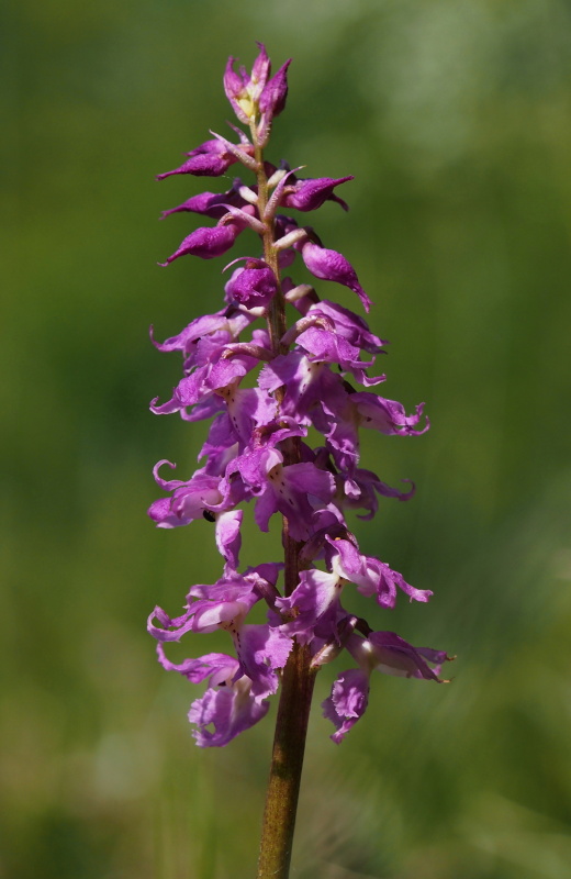 Vstavač mužský znamenaný (Orchis mascula subsp. signifera)