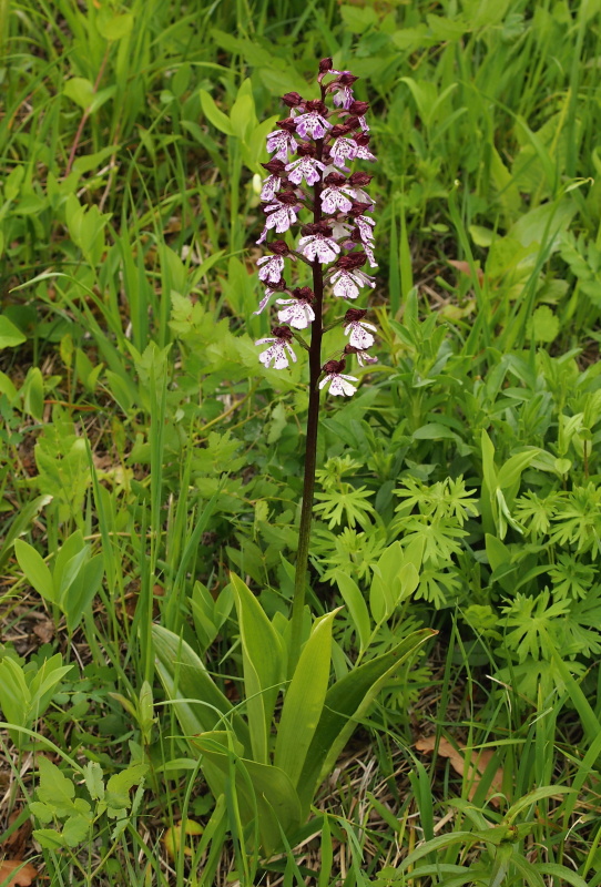 Vstavač nachový (Orchis purpurea)