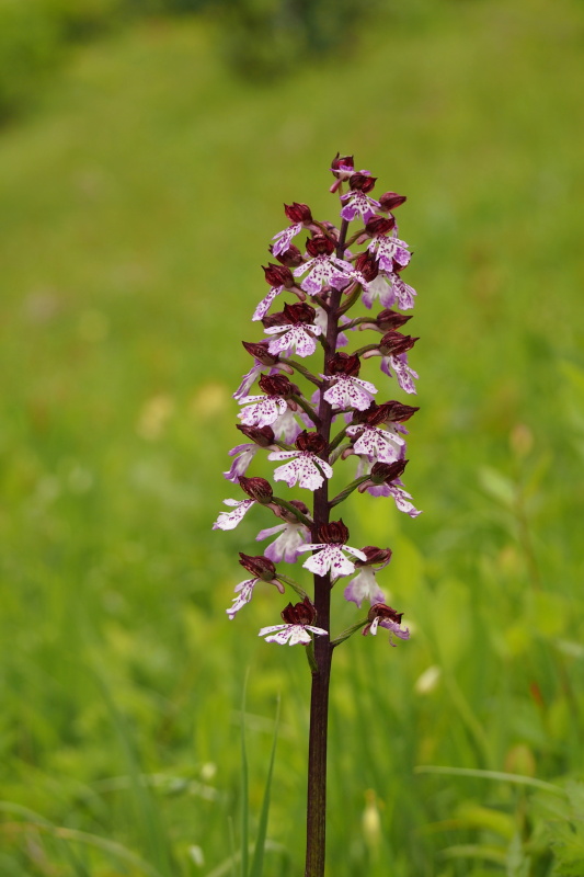 Vstavač nachový (Orchis purpurea)