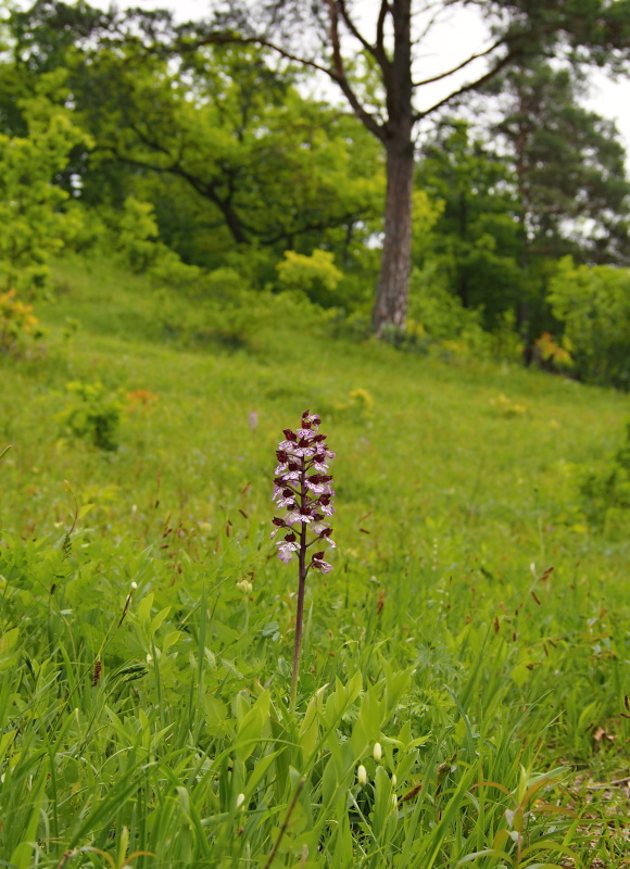 Vstavač nachový (Orchis purpurea)