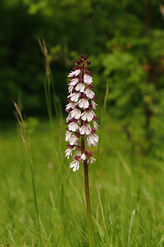 Vstavač nachový (Orchis purpurea)