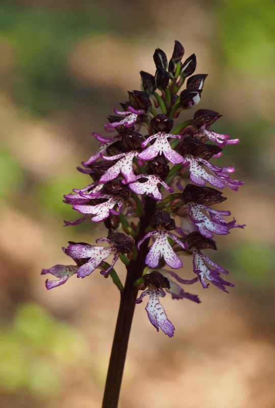 Vstavač nachový (Orchis purpurea)