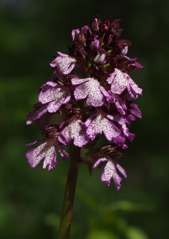 Vstavač nachový (Orchis purpurea)