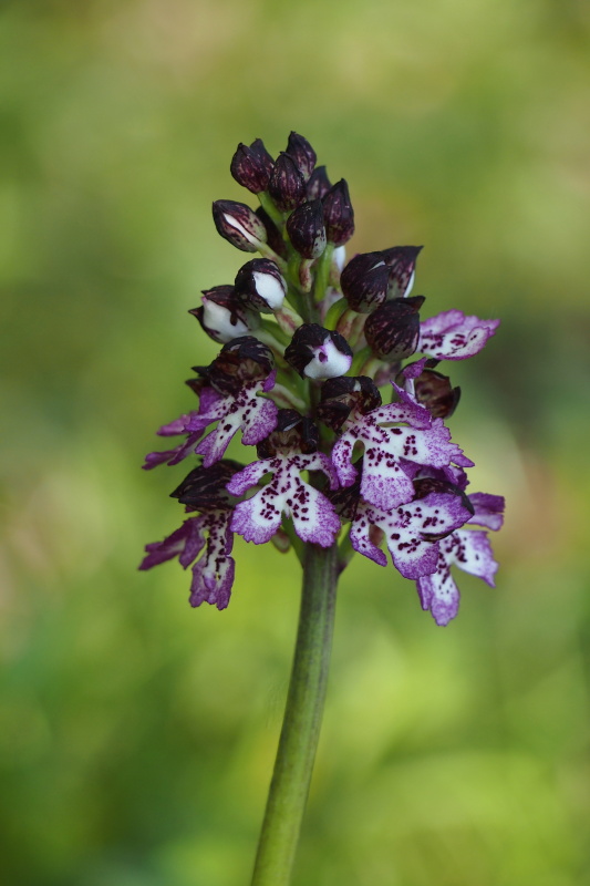 Vstavač nachový (Orchis purpurea)